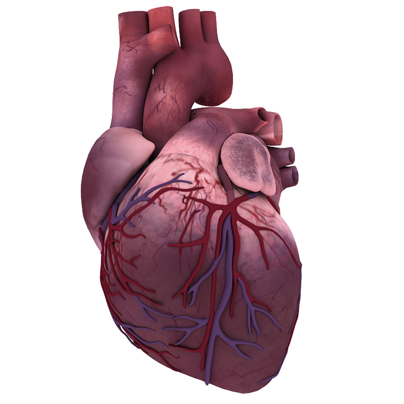 Anatomical illustration of a human heart